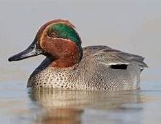 Alzavola allo spiedo senza spiedo