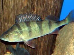 Lucioperca selvaggio cotto nel fumo di alloro e ginepro, maionese all’aneto