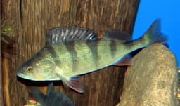 Bagna cauda di pesce persico