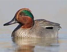 Alzavola allo spiedo senza spiedo